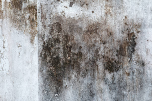 Best Biohazard Mold Removal  in Middletown, NY
