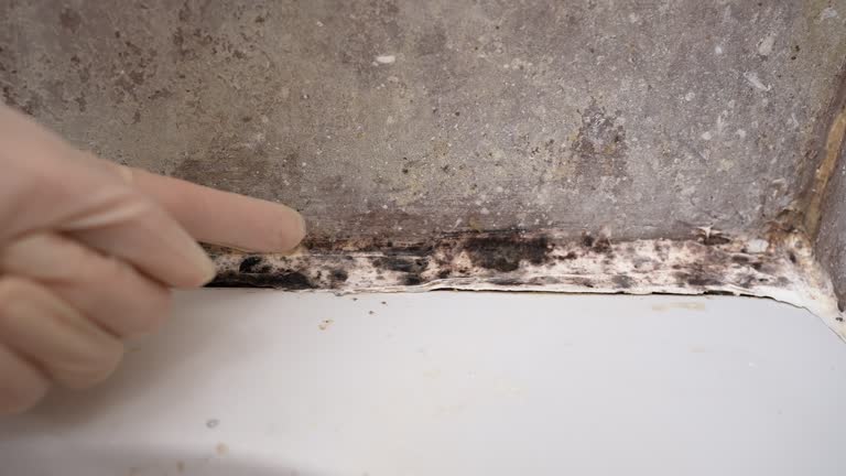 Best Black Mold Removal  in Middletown, NY
