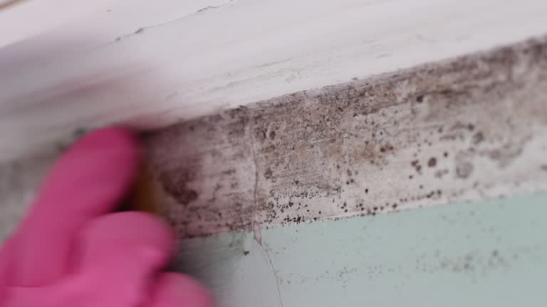 Best Mold Removal for HVAC Installations  in Middletown, NY